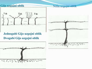 Gijo uzgojni oblik 
Jednogubi Gijo uzgojni oblik 
Dvogubi Gijo uzgojni oblik 
Nifin uzgojni oblik 
 