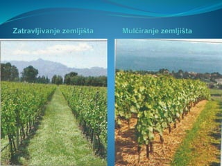 Anđela Rovčanin