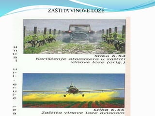 ZAŠTITA VINOVE LOZE 
 