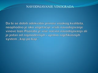 NAVODNJAVANJE VINOGRADA 
 