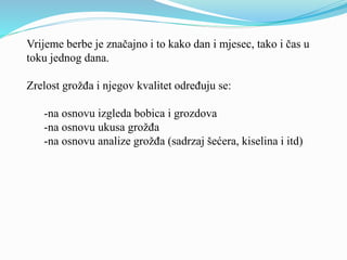 Vrijeme berbe je značajno i to kako dan i mjesec, tako i čas u 
toku jednog dana. 
Zrelost grožđa i njegov kvalitet određuju se: 
-na osnovu izgleda bobica i grozdova 
-na osnovu ukusa grožđa 
-na osnovu analize grožđa (sadrzaj šećera, kiselina i itd) 
 