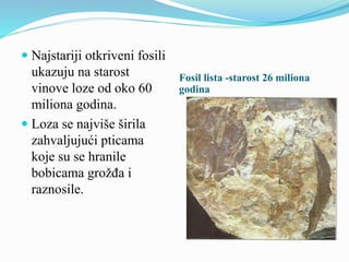 Fosil lista -starost 26 miliona 
godina 
 Najstariji otkriveni fosili 
ukazuju na starost 
vinove loze od oko 60 
miliona godina. 
 Loza se najviše širila 
zahvaljujući pticama 
koje su se hranile 
bobicama grožđa i 
raznosile. 
 