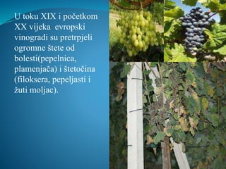 U toku XIX i početkom 
XX vijeka evropski 
vinogradi su pretrpjeli 
ogromne štete od 
bolesti(pepelnica, 
plamenjača) i štetočina 
(filoksera, pepeljasti i 
žuti moljac). 
 