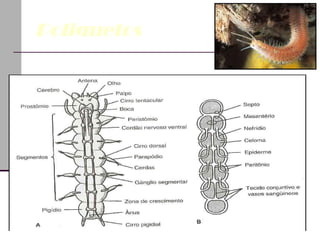 Poliquetos Morfologia 