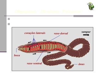 Fisiologia dos anelídeos       Oligoquetos -  Hirudínea - Poliquetos Sistema Respiratório Sistema Circulatório 