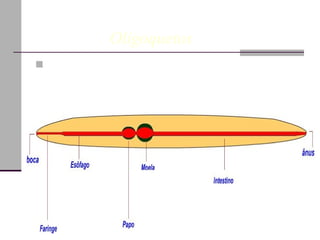 Sistema Digestório Minhoca – detritívoras Sanguessuga – hematófaga Poliqueto – carnívoros  Fisiologia dos anelídeos       Oligoquetos  