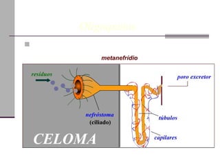 Sistema Excretor Fisiologia dos anelídeos       Oligoquetos  