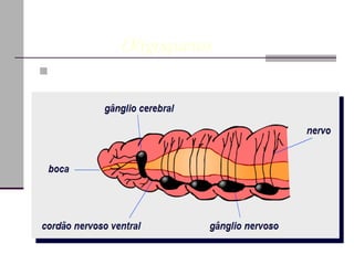 Sistema Nervoso Fisiologia dos anelídeos       Oligoquetos  