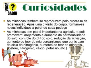 Curiosidades As minhocas também se reproduzem pelo processo de regeneração. Após uma divisão do corpo, formam-se novos indivíduos a partir de cada pedaço As minhocas tem papel importante na agricultura pois promovem: arejamento e aumento da permeabilidade do solo, controle do pH do solo, redução da lixiviação, aumento do teor de microorganismos que participam do ciclo do nitrogênio, aumento do teor de minerais (fósforo, nitrogênio, cálcio, potássio, etc.) 