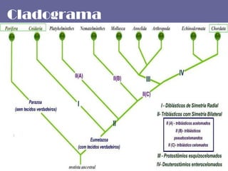 Cladograma 