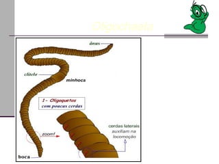 Classificação científica Reino: Animalia Filo: Annelida Classe: Clitellata Subclasse: Oligoqueta Ordem Haplotaxida Classes dos anelídeos   Oligochaeta  