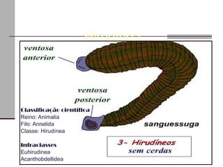 Classificação científica Reino: Animalia Filo: Annelida Classe: Hirudínea Infraclasses Euhirudinea Acanthobdellidea  Classes dos anelídeos   Hirudínea 