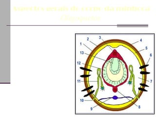 1. cutícula 2. epiderme 3. vasos sanguíneos dorsal 4. músculos circulares 5. músculos longitudinais 6. cerdas 7. celoma 8. vasos sanguíneos ventral 9. cordão nervoso 10. poros excretores 11. metanefrídios 12. intestino  13. tiflossole  Aspectos gerais do corpo da minhoca       Oligoquetos  