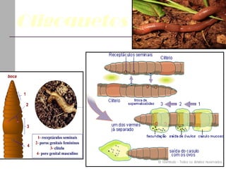 Oligoquetos Habitat Reprodução 