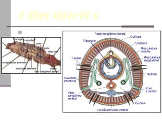 Oligoquetos Morfologia 