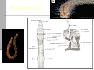 Poliquetos Habitat Reprodução 