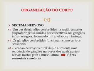 ORGANIZAÇÃO DO CORPO

                        
 SISTEMA NERVOSO:
 Um par de gânglios cerebróides na região anterior
  (suprafaríngeos), unidos por conectivos aos gânglios
  infra-faríngeos, formando um anel sobre a faringe.
 Os gânglios cerebróides funcionam como centros
  sensoriais.
 O cordão nervoso ventral duplo apresenta uma
  seqüência de gânglios nervosos dos quais partem
  nervos mistos para a musculatura        fibras
  sensoriais e motoras.
 