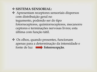  SISTEMA SENSORIAL:
 Apresentam receptores sensoriais dispersos
  com distribuição geral no
  tegumento, podendo ser do tipo
  fotorreceptores, quimiorreceptores, mecanorre
  ceptores e terminações nervosas livres; esta
  última com função tátil.

 Os olhos, quando presentes, funcionam
 apenas para a determinação da intensidade e
 fonte de luz       fotorrecepção.
 