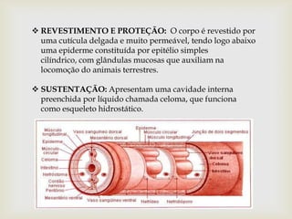  REVESTIMENTO E PROTEÇÃO: O corpo é revestido por
  uma cutícula delgada e muito permeável, tendo logo abaixo
  uma epiderme constituída por epitélio simples
  cilíndrico, com glândulas mucosas que auxiliam na
  locomoção do animais terrestres.

 SUSTENTAÇÃO: Apresentam uma cavidade interna
  preenchida por líquido chamada celoma, que funciona
  como esqueleto hidrostático.
 
