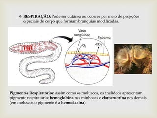  RESPIRAÇÃO: Pode ser cutânea ou ocorrer por meio de projeções
      especiais do corpo que formam brânquias modificadas.




Pigmentos Respiratórios: assim como os moluscos, os anelídeos apresentam
pigmento respiratório: hemoglobina nas minhocas e clorocruorina nos demais
(em moluscos o pigmento é a hemocianina).
 