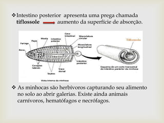 Intestino posterior apresenta uma prega chamada
 tiflossole       aumento da superfície de absorção.




 As minhocas são herbívoros capturando seu alimento
  no solo ao abrir galerias. Existe ainda animais
  carnívoros, hematófagos e necrófagos.
 