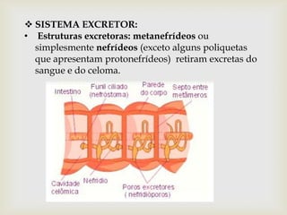  SISTEMA EXCRETOR:
• Estruturas excretoras: metanefrídeos ou
  simplesmente nefrídeos (exceto alguns poliquetas
  que apresentam protonefrídeos) retiram excretas do
  sangue e do celoma.
 