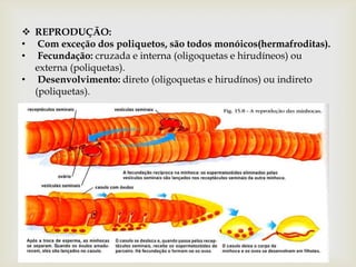  REPRODUÇÃO:
• Com exceção dos poliquetos, são todos monóicos(hermafroditas).
• Fecundação: cruzada e interna (oligoquetas e hirudíneos) ou
  externa (poliquetas).
• Desenvolvimento: direto (oligoquetas e hirudínos) ou indireto
  (poliquetas).
 
