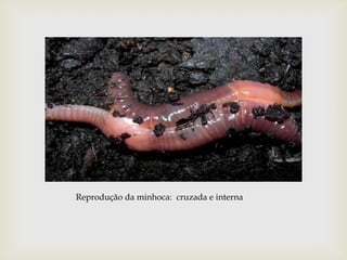 Reprodução da minhoca: cruzada e interna
 