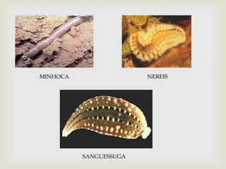 MINHOCA                 NEREIS




          SANGUESSUGA
 