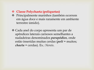  Classe Polychaeta (poliquetas)
 Principalmente marinhos (também ocorrem
  em água doce e mais raramente em ambiente
  terrestre úmido).

 Cada anel do corpo apresenta um par de
  apêndices laterais carnosos semelhantes a
  nadadeiras denominados parapódios, onde
  estão inseridas muitas cerdas (poli = muitos;
  chaeta = cerdas). Ex.: Nereis.
 