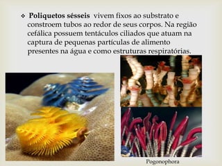    Poliquetos sésseis vivem fixos ao substrato e
    constroem tubos ao redor de seus corpos. Na região
    cefálica possuem tentáculos ciliados que atuam na
    captura de pequenas partículas de alimento
    presentes na água e como estruturas respiratórias.




                                       Pogonophora
 