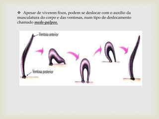  Apesar de viverem fixos, podem se deslocar com o auxílio da
musculatura do corpo e das ventosas, num tipo de deslocamento
chamado mede-palpos.
 