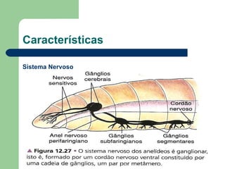 Tipo ganglionar Gânglios cerebróides 1 par de gânglios por segmento Características Sistema Nervoso 