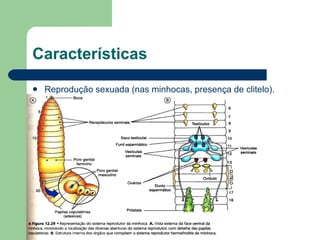 Características Reprodução sexuada (nas minhocas, presença de clitelo).  