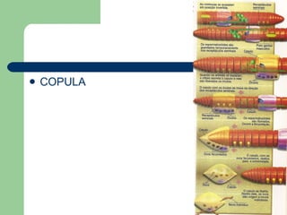 COPULA  