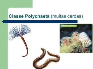 Classe Polychaeta  (muitas cerdas) 