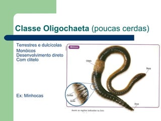 Terrestres e dulcícolas Monóicos Desenvolvimento direto Com clitelo Ex: Minhocas Classe Oligochaeta  (poucas cerdas) 