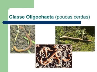 Classe Oligochaeta  (poucas cerdas) 