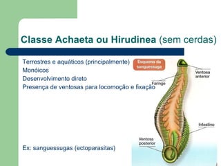 Terrestres e aquáticos (principalmente) Monóicos Desenvolvimento direto Presença de ventosas para locomoção e fixação Ex: sanguessugas (ectoparasitas) Classe Achaeta ou Hirudinea  (sem cerdas) 