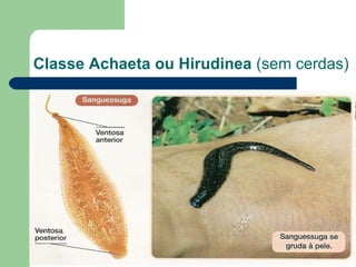 Classe Achaeta ou Hirudinea  (sem cerdas) 