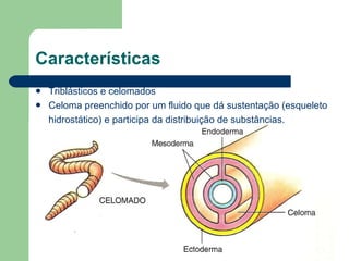 Características Triblásticos e celomados Celoma preenchido por um fluido que dá sustentação (esqueleto hidrostático) e participa da distribuição de substâncias.   