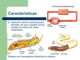 Características Possuem sistema cardiovascular fechado, em que o sangue circula sempre no interior de vasos sangüíneos.  Sangue com hemoglobina dissolvida no plasma 