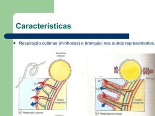 Características Respiração cutânea (minhocas) e branquial nos outros representantes.  