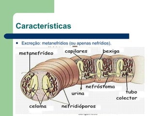 Características Excreção: metanefrídios (ou apenas nefrídios).  
