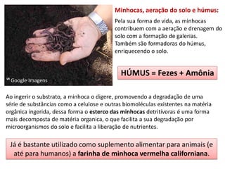 Minhocas, aeração do solo e húmus:
                                          Pela sua forma de vida, as minhocas
                                          contribuem com a aeração e drenagem do
                                          solo com a formação de galerias.
                                          Também são formadoras do húmus,
                                          enriquecendo o solo.


                                            HÚMUS = Fezes + Amônia
ᔥ Google Imagens

Ao ingerir o substrato, a minhoca o digere, promovendo a degradação de uma
série de substâncias como a celulose e outras biomoléculas existentes na matéria
orgânica ingerida, dessa forma o esterco das minhocas detritívoras é uma forma
mais decomposta de matéria organica, o que facilita a sua degradação por
microorganismos do solo e facilita a liberação de nutrientes.

 Já é bastante utilizado como suplemento alimentar para animais (e
  até para humanos) a farinha de minhoca vermelha californiana.
 
