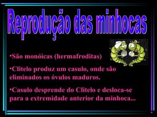 •São monóicas (hermafroditas)
•Clitelo produz um casulo, onde são
eliminados os óvulos maduros.
•Casulo desprende do Clitelo e desloca-se
para a extremidade anterior da minhoca...
 