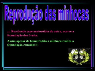 ... Recebendo espermatozóides de outra, ocorre a
fecundação dos óvulos.
Assim apesar de hemafrodita a minhoca realiza a
fecundação cruzada!!!!
 