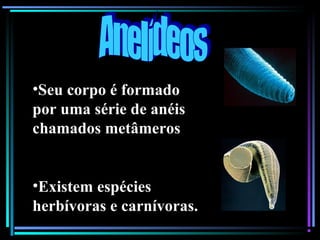 •Seu corpo é formado
por uma série de anéis
chamados metâmeros
•Existem espécies
herbívoras e carnívoras.
 
