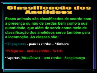 Esses animais são classificados de acordo com
a presença ou não de cerdas bem como a sua
quantidade que além de servir como meio de
classificação dos anelídeos serve também para
a locomoção. As classes são :
•Oligoquetas - poucas cerdas - Minhoca
•Poliquetas – muitas cerdas - Nereis
•Aquetas (hirudíneos) – sem cerdas - Sanguessuga
 