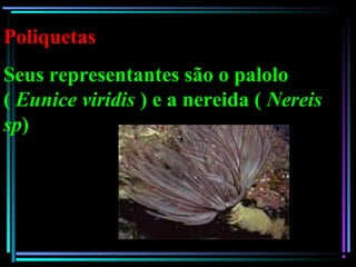 Poliquetas
Seus representantes são o palolo
( Eunice viridis ) e a nereida ( Nereis
sp)
 